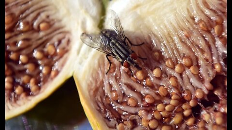 Getting Rid Of Gnats In Houseplants, Seedlings, And Cuttings Organically!!