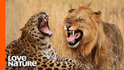 Leopard and lion fight