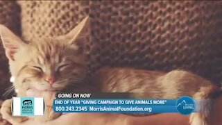 Matching Donations Up To $200,000 // Morris Animal Foundation
