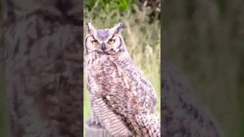 Owl Got His Eye on You!
