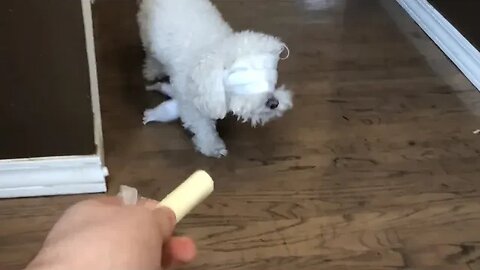 Bird Box Challenge: Dog Edition