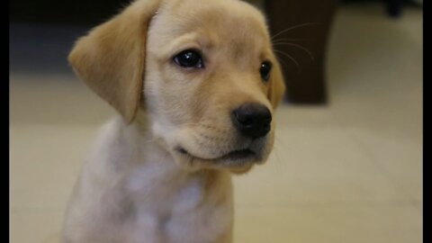 Labrador cute puppy training