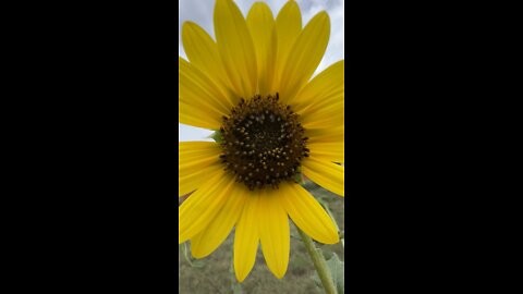 Sunflower ASMR
