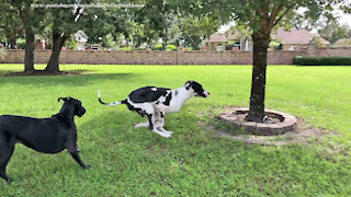 Funny Barking Great Dane Guard Dog Loves To Run Zoomies