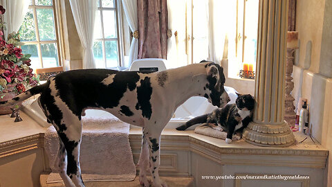 Snuggling Great Dane Puppy and Cat Are Best of Friends