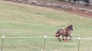 Gypsy Colt Quiggly Running