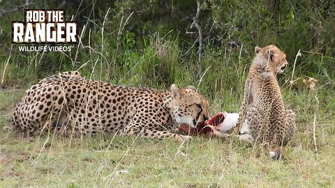Cheetah And Cub Feed On An Impala | Lalashe Maasai Mara Safari