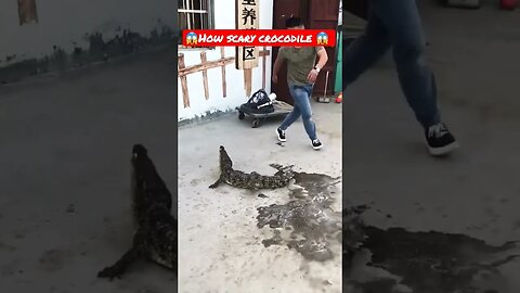 😱How Scary Crocodile 😱 #shorts #crocodiles #viral