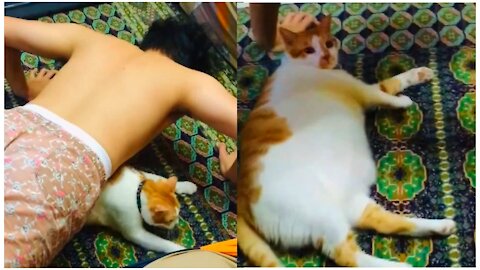 Viral video of playful Cat helps dad to do push ups.