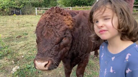 Irish Dexter Family Milk Cows: Regal a bull