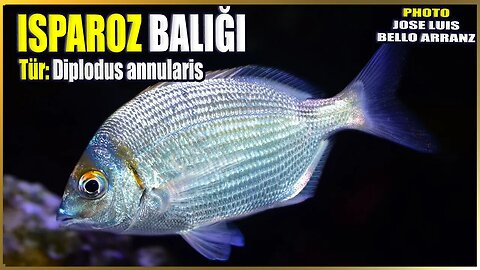 İsparoz Balığı Hakkında Bilgi | Diplodus annularis | Akdeniz Balıkları