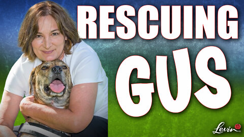 Rescuing Gus | Dog With Swollen Head Saved