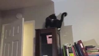 Gatinho persegue a própria cauda em cima de um armário!
