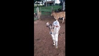 Cute cows