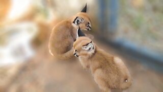 Hanging out with baby caracals