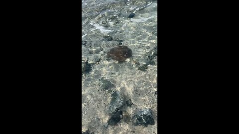 Stingray swimming by