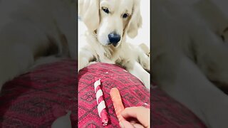 No one wants the carrot DAD 🤪 #goldenretriever #ytshorts #shorts