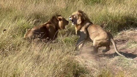 Fighting Lions of Maasai Mara National Reserve