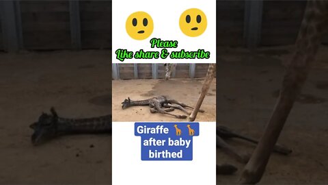 Giraffe 🦒 after baby birthed¢2022$ #shorts #youtubeshorts
