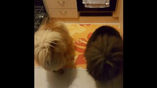 CHOW CHOW DOG TREAT TOILET ROLL FUDGE AND GUS!!!