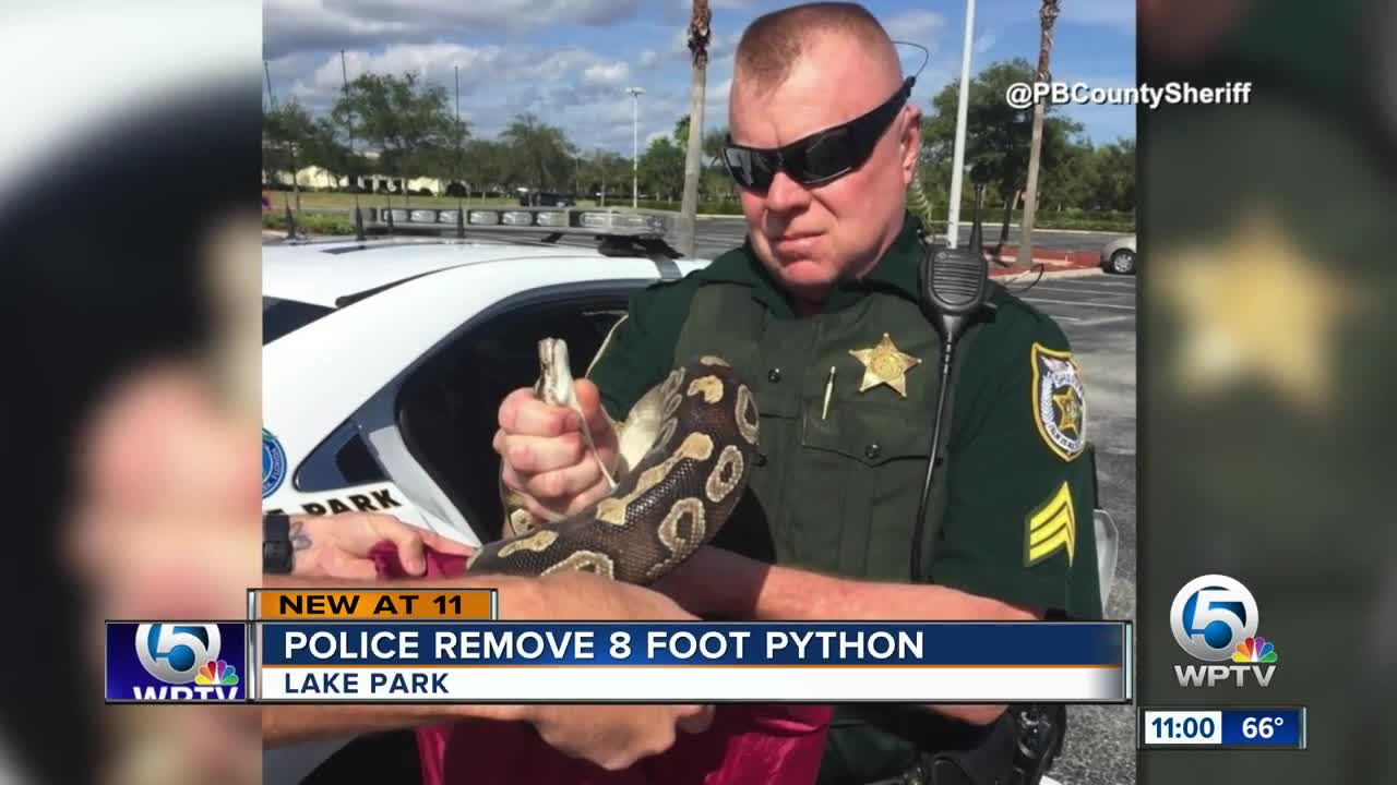 8-foot python found near Lowe's store in Lake Park