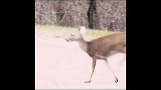 Deer crosses the road