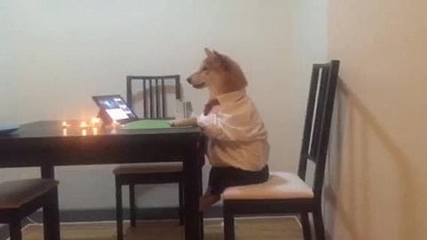 Dog sits like a human, enjoys peaceful dinner alone