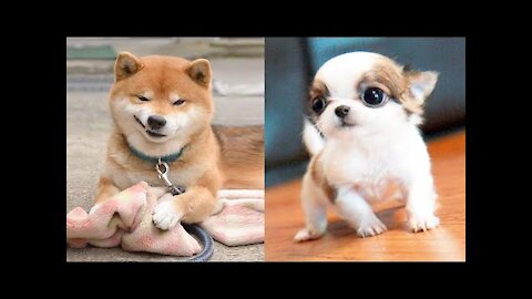 Funniest Animals - Best Of The 2021 Funny Animal Videos xD