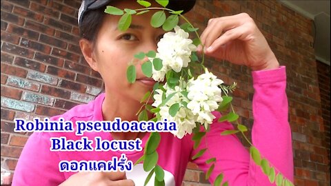 Black locust flowers. Delicious ดอกแคฝรั่ง อร่อยมาก