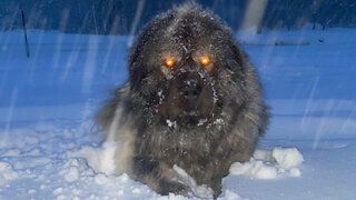 CAUCASIAN SHEPHERDS PATROLLING AT NIGHT DURING A BLIZZARD - ULTIMATE HOME SECURITY 🐾🐺