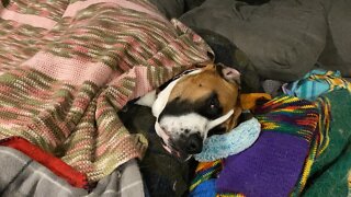 Clyde refused to move so I made the bed on top of him- lazy Great Dane