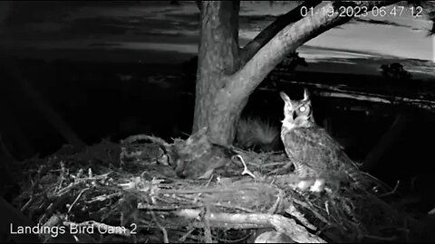 Great Horned Owls Visit the Nest-Cam Two 🦉 01/19/23 06:45