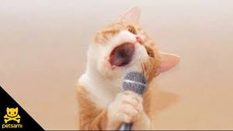 Little cat Sing a song funny moments