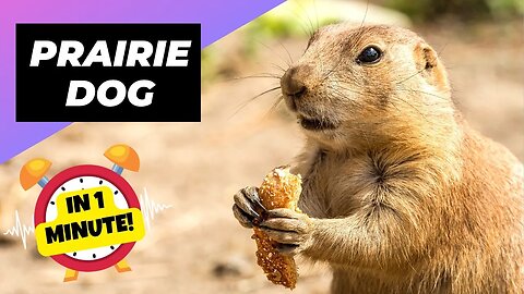 Prairie Dog - In 1 Minute! 🐿️ The Truth Behind Their Screams! | 1 Minute Animals