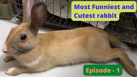 Most Funniest and Cutest rabbit, Episode - 1