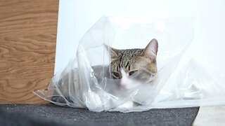 The Cat in the Bag