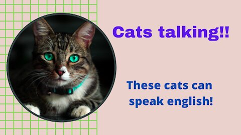 Cats talking!! these cats can speak english better than humans..