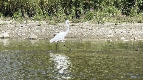 White Egret fishing Humber River