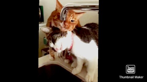 Rumble:Watch the cat shoot Two people drinking water from a tape