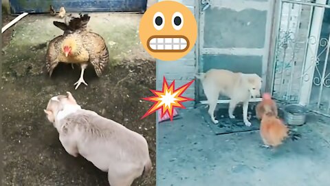 Chicken vs dog fight funny dog fight 👇🐕🐓💪Dpnadeeshani