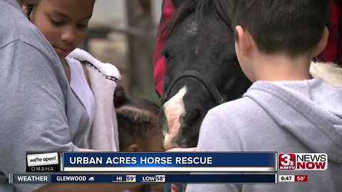We're Open Omaha: Urban Acres Horse Rescue