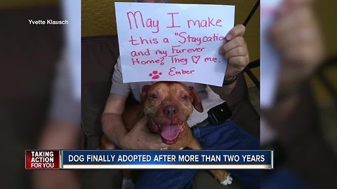 Dog that spent two and a half years in shelter finally gets forever home