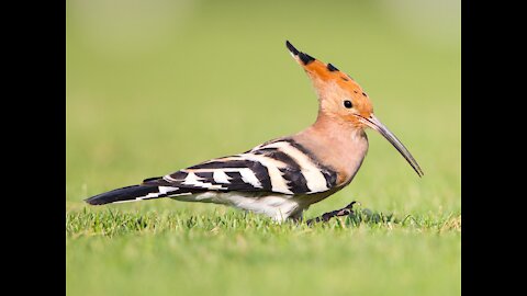 Hoopoe facts: birds with stinkin' great accuracy |BIRD POOP ON PREDATORS