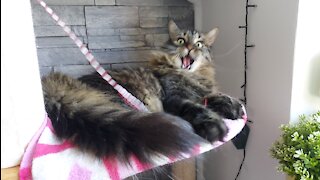Cat Kiba enjoying a catnip infused Kickeroo