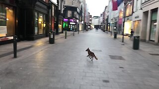 Wild fox spotted on Grafton Street in Dublin, Ireland