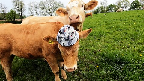 Cow is very curious about her friend's new hat