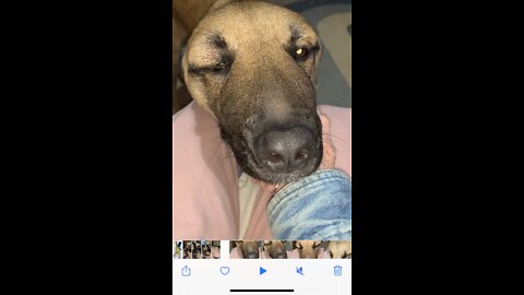 Malinois dogs face swells from old tick bite