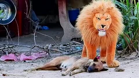 Fake Lion and Fake Tiger Prank