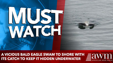 A vicious bald eagle swam to shore with its catch to keep it hidden underwater