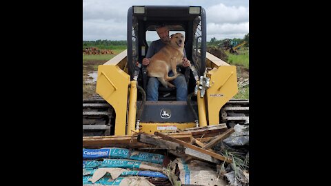 Cattle dog joins owner for a day of work in a skidsteer